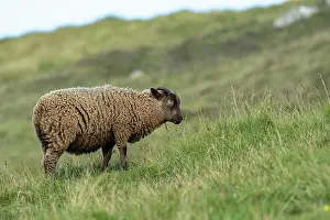 Livestock Prints: Shetland sheep in grassland, Sumburgh Head Lighthouse Nature Reserve