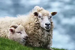Livestock Prints: Shetland sheep and lamb resting, portrait, Mainland, Shetland Islands, Scotland, UK. June