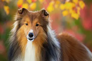 Autumn Prints: Shetland sheepdog in autumn, portrait, Litchfield, Connecticut, USA. October