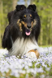 Sticking Out Tongue Prints: Shetland sheepdog running in Common bluet (Houstonia caerulea) field
