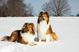Christmas Prints: Two Shetland sheepdogs sitting and lying down in snow