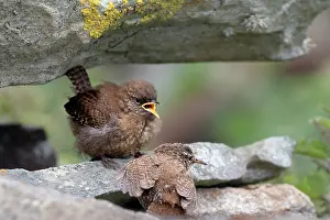 Shetland Prints: Shetland wren (Troglodytes troglodytes zetlandicus) feeding begging chick