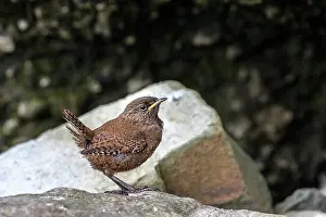 Shetland Prints: Shetland wren (Troglodytes troglodytes zetlandicus) juvenile