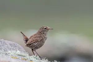 Shetland Prints: Shetland wren (Troglodytes troglodytes zetlandicus) perched on a rock