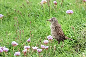 Shetland Prints: Shetland wren (Troglodytes troglodytes zetlandicus) standing on grass with insect prey in beak to feed chicks