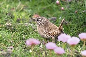Shetland Prints: Shetland wren (Troglodytes troglodytes zetlandicus) standing among pink flowers