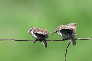 Rear View Prints: Two Shetland wrens (Troglodytes troglodytes zetlandicus) juvenile
