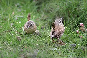 Shetland Prints: Shetland wrens (Troglodytes troglodytes zetlandicus) pair foraging on the ground for insects