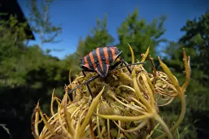 Pentatomoidea Prints: Shield bug (Graphosoma italicum) resting on a flower, Lucerne, Switzerland. September