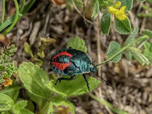 Umbria Prints: Shield bug (Jalla dumosa) resting on a leaf, nr. Orvieto, Umbria, Italy. May