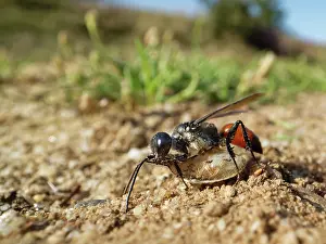 Wasp Prints: Shieldbug stalker wasp (Astata boops) dragging a paralysed Bishop's mitre shieldbug (Aelia acuminata)