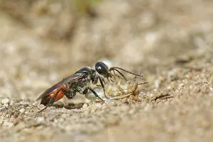 Wasp Prints: Shieldbug stalker wasp (Astata boops) dragging a paralysed Bishop's mitre shieldbug (Aelia acuminata)