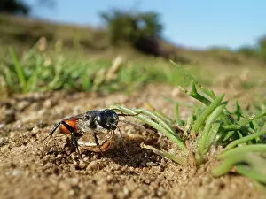 Wasp Prints: Shieldbug stalker wasp (Astata boops) dragging a paralysed Bishop's mitre shieldbug (Aelia acuminata)