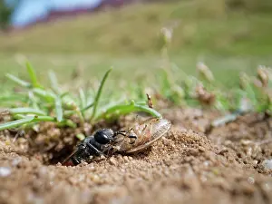 Wasp Prints: Shieldbug stalker wasp (Astata boops) dragging a paralysed Bishop's mitre shieldbug (Aelia acuminata)