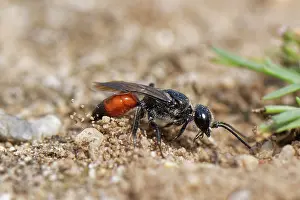 Wasp Prints: Shieldbug stalker wasp (Astata boops) kicking sand away from its nest burrow entrance in a sandy path through heathland