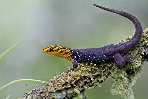 Purple Gallery: Shieldhead gecko (Gonatodes caudiscutatus) on branch, Canande, Esmeraldas, Ecuador