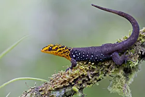 Shieldhead gecko (Gonatodes caudiscutatus) on branch, Canande, Esmeraldas, Ecuador Shieldhead gecko (Gonatodes caudiscutatus) on branch, Canande, Esmeraldas, Ecuador