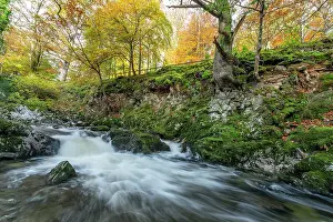 Down Prints: Shimna River Tollymore Forest, Shimna River Tollymore Forest Newcastle