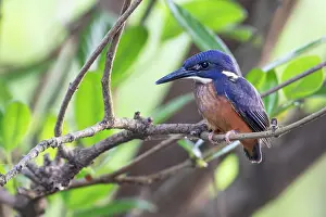 West Africa Prints: Shining-blue kingfisher (Alcedo quadribrachys) sub-adult