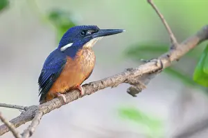 West Africa Prints: Shining-blue kingfisher (Alcedo quadribrachys) sub-adult