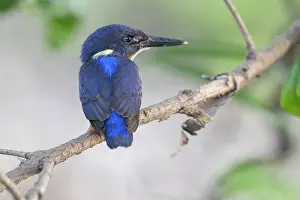 Rear View Prints: Shining-blue kingfisher (Alcedo quadribrachys) sub-adult