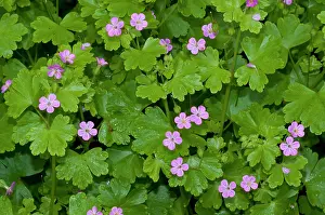 Surrey Prints: Shining crane's-bill (Geranium lucidum) in flower