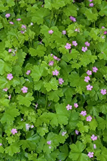 Shining crane's-bill (Geranium lucidum) in flower, Haling Grove, South Croydon, Surrey, England, UK. May