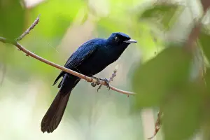 Monarch Flycatcher Prints: Shining flycatcher (Myiagra alecto) male