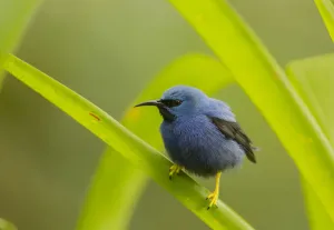 Bad Mood Prints: Shining honeycreeper (Cyanerpes lucidus) Costa Rica