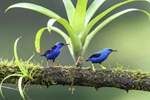 Shining honeycreeper (Cyanerpes lucidus) male and Red-legged honeycreeper