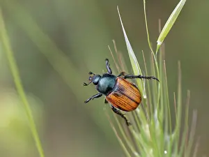 Rhinotia Prints: Shining leaf chafer (Anisoplia cf)