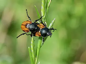 Rhinotia Prints: Shining leaf chafers (Anisoplia tempestiva) pair mating on a grass flowerhead