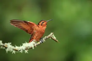 Trochilidae Prints: Shining sunbeam (Aglaeactis cupripennis) landing on branch with wings spread