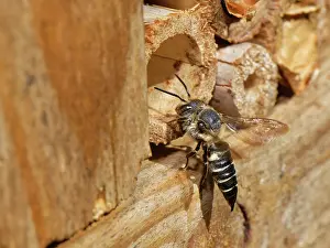 Insect House Prints: Shiny-vented sharp-tail bee (Coelioxys inermis)