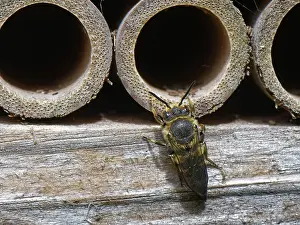Insect House Prints: Shiny-vented sharp-tail bee (Coelioxys inermis) visiting an insect hotel