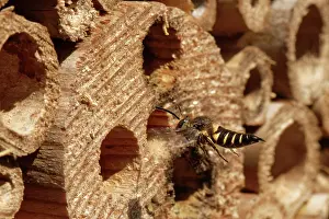 Insect House Prints: Shiny-vented sharp-tail bee (Coelioxys inermis) visiting an insect hotel