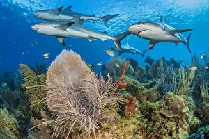 Alcyonacea Gallery: A shiver of Caribbean reef sharks (Carcharhinus perezi) swim over a coral reef with