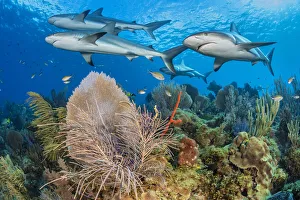 A shiver of Caribbean reef sharks (Carcharhinus perezi) swim over a coral reef with