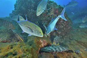 Serranidae Prints: Shoal of Bluefin trevally (Caranx melampygus) and Leather bass (Dermatolepis dermatolepis)