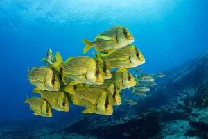 Baja California Sur Prints: Shoal of colorful yellow fish Panamic porkfish (Anisotremus taeniatus), Cabo Pulmo