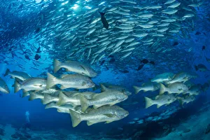 Shoal of Dog snapper, (Lutjanus novemfasciatus) in front of shoal of Big-eye jacks (Caranx sexfasciatus), Cabo Pulmo Marine National Park, Baja California Sur, Mexico