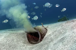 Pollution Prints: Shoal of fish swimming around an outfall pipe on the seabed discharging treated water