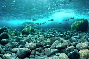 Pebbles Prints: A shoal of Golden grey mullet (Liza aurata) swim in the surf breaking on the shore of El Hierro Island