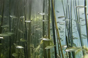 Images Dated 17th June 2009: Shoal of Lake Ohrid bleak (Alburnus scoranza) swimming amongst Giant reeds (Arundo
