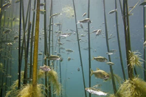 Poaceae Collection: Shoal of Lake Ohrid bleak (Alburnus scoranza) swimming amongst Giant reeds (Arundo