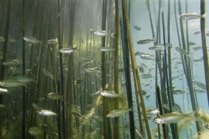 Shoal of Lake Ohrid bleak (Alburnus scoranza) swimming amongst Giant reeds (Arundo