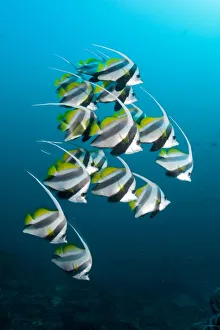 Shoal of Longfin bannerfish (Heniochus acuminatus) Maldives, Indian Ocean