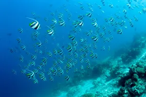 Shoal of Longfin bannerfish (Heniochus acuminatus) Maldives, Indian Ocean