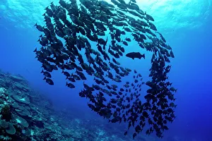 April 2023 Highlights Collection: Shoal of Lowfin chub (Kyphosus vaigiensis) evading a Coral grouper (Cephalopholis miniata)