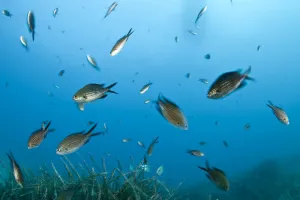 Shoal of Mediterranean / Blue damselfish (Chromis chromis) Larvotto Marine Reserve